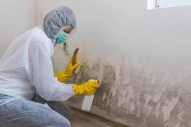 Mold Removal and Inspection in Bluffton, IN
