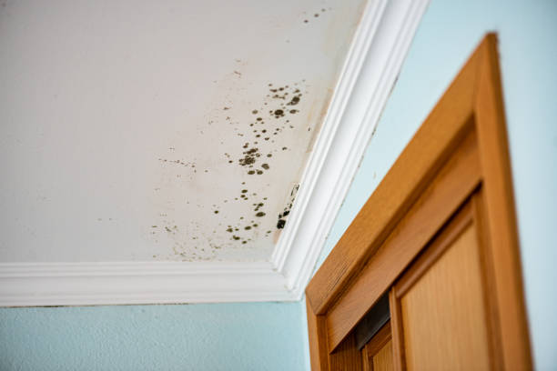 Best Commercial Mold Removal  in Bluffton, IN
