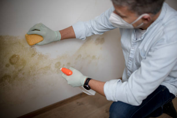 Best Local Mold Removal Service  in Bluffton, IN