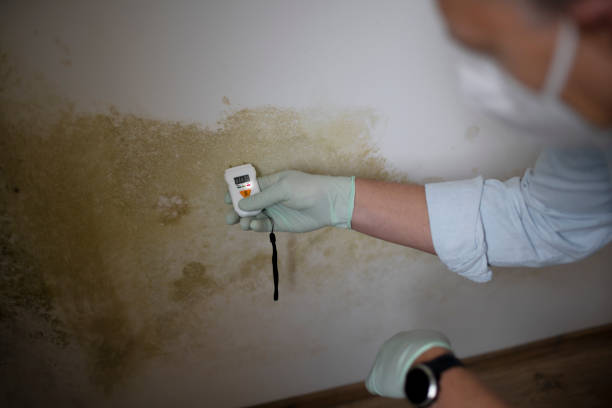 Best Affordable Mold Removal  in Bluffton, IN