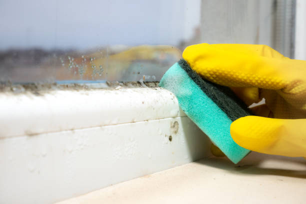 Professional Mold Removal in Bluffton, IN