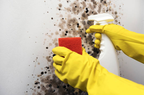 Best Certified Mold Removal  in Bluffton, IN