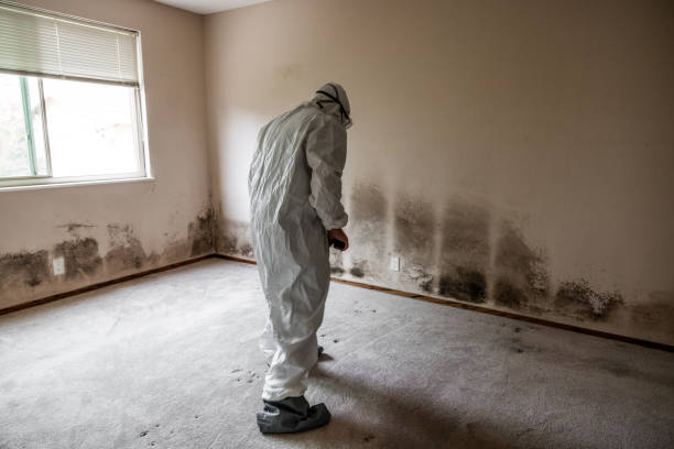Best Best Mold Removal Companies  in Bluffton, IN