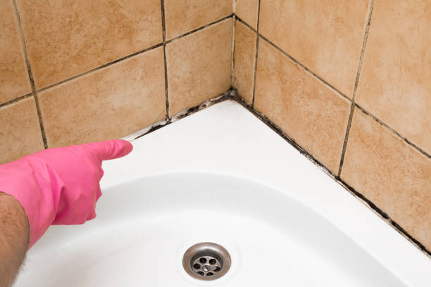 Best Best Mold Removal Companies  in Bluffton, IN
